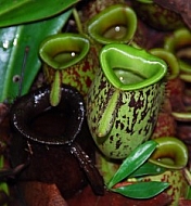 Pitcher Plants 