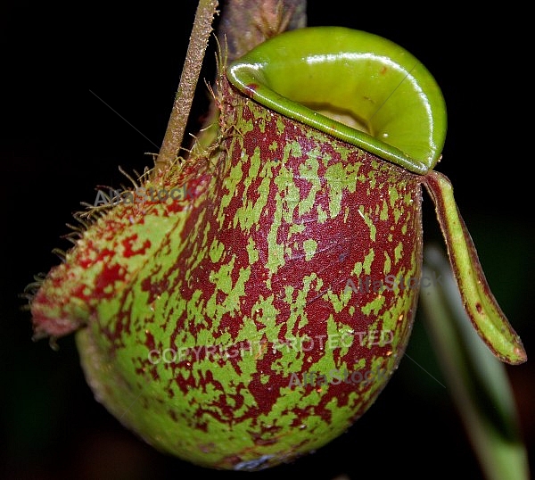 Pitcher Plants 