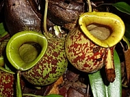 Pitcher Plants