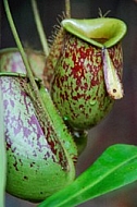 Pitcher Plants