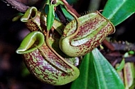 Pitcher Plants