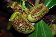 Pitcher Plants