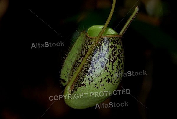 Pitcher Plants