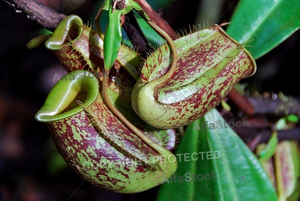 Pitcher Plants