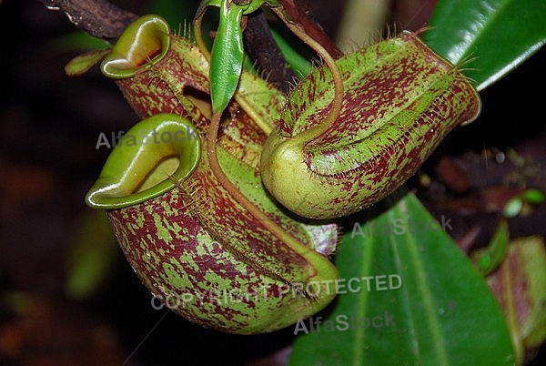 Pitcher Plants