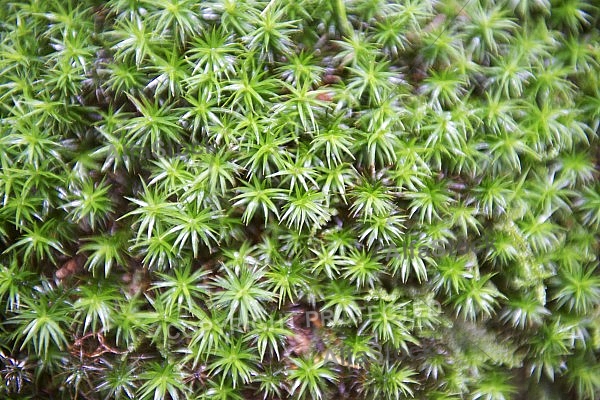 Plant, green, leaves.