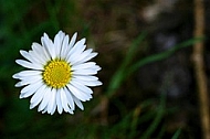 Plants, background