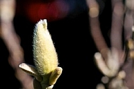 Plants, background