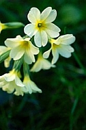 Plants, background