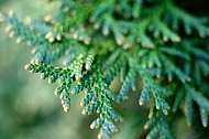 Plants, background