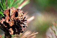 Plants, background