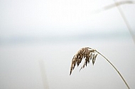 Plants, background