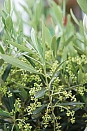 Plants, background