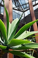 Plants, background