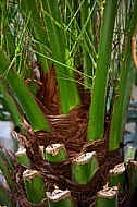 Plants, background