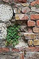 Plants, background