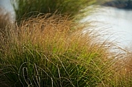 Plants, background