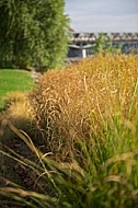 Plants, background