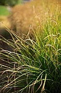 Plants, background