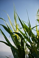 Plants, background