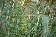 Plants, background