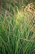 Plants, background