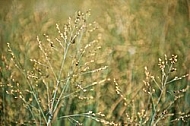 Plants, background