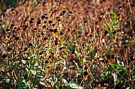 Plants, background