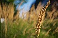 Plants, background