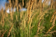 Plants, background