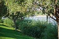 Plants, background