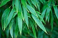 Plants, background