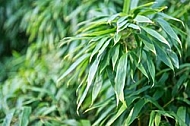 Plants, background