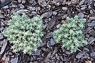 Plants, background