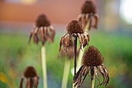 Plants, background