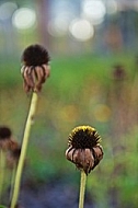 Plants, background