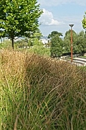 Plants, background