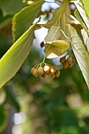 Plants, background