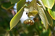 Plants, background