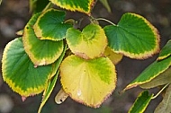 Plants, background