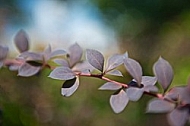 Plants, background