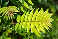 Plants, background