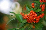 Plants, background