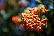 Plants, background