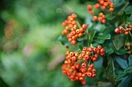 Plants, background