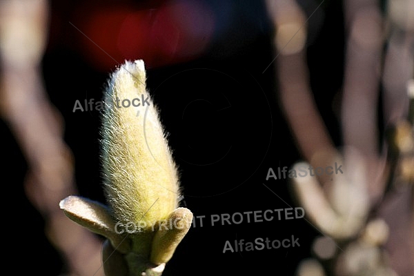 Plants, background