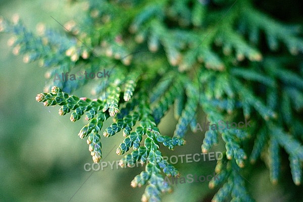 Plants, background