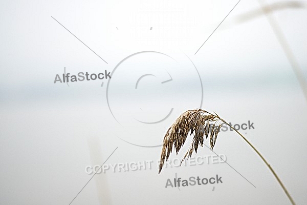 Plants, background