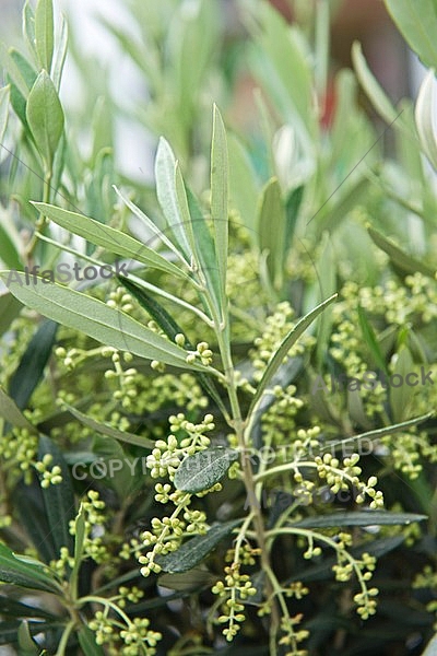 Plants, background