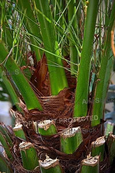 Plants, background